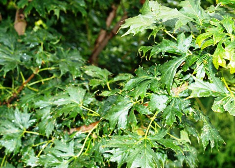 Клен остролистный (Acer platanoides) 'Palmatifidum' ('Lorbergii')